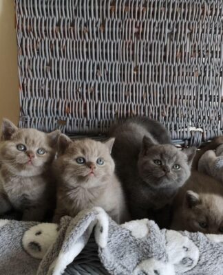 British Shorthair: Where To Buy These Cat Breeds