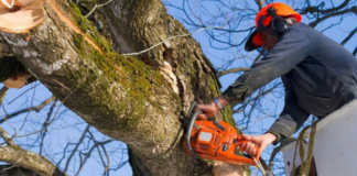 Maintaining the Beauty of Your Old Trees With Professional Assistance
