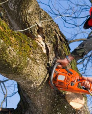 Maintaining the Beauty of Your Old Trees With Professional Assistance