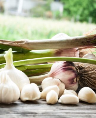 garlic importer