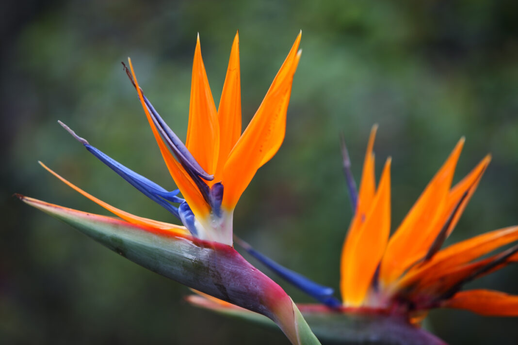 10 Tropical and Exotic flowers perfect for every occasion