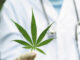 Medical Cannabis – A Prescription Or A Recommendation