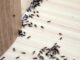 DIY Ant Treatment
