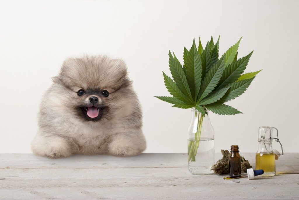 A dog sitting next to a plant

Description automatically generated with low confidence
