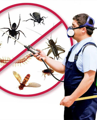 Identifying Types of Domestic Pests