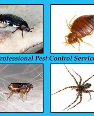 local pest control services