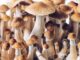 Magic Mushroom Spores