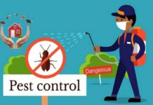Five Types of Pests That Can Be Eliminated with the Right Pest Control Company