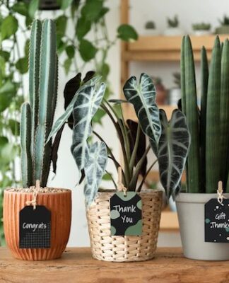 Reasons Why Plants Are Best Corporate Gifts