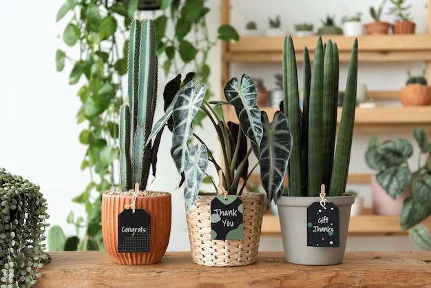 Reasons Why Plants Are Best Corporate Gifts