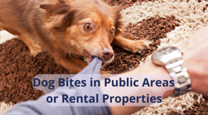 Dog Bites in Public Areas or Rental Properties