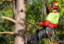 Arborist: The Importance of Tree Care and Maintenance