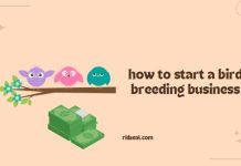 How To Start A Bird Breeding Business